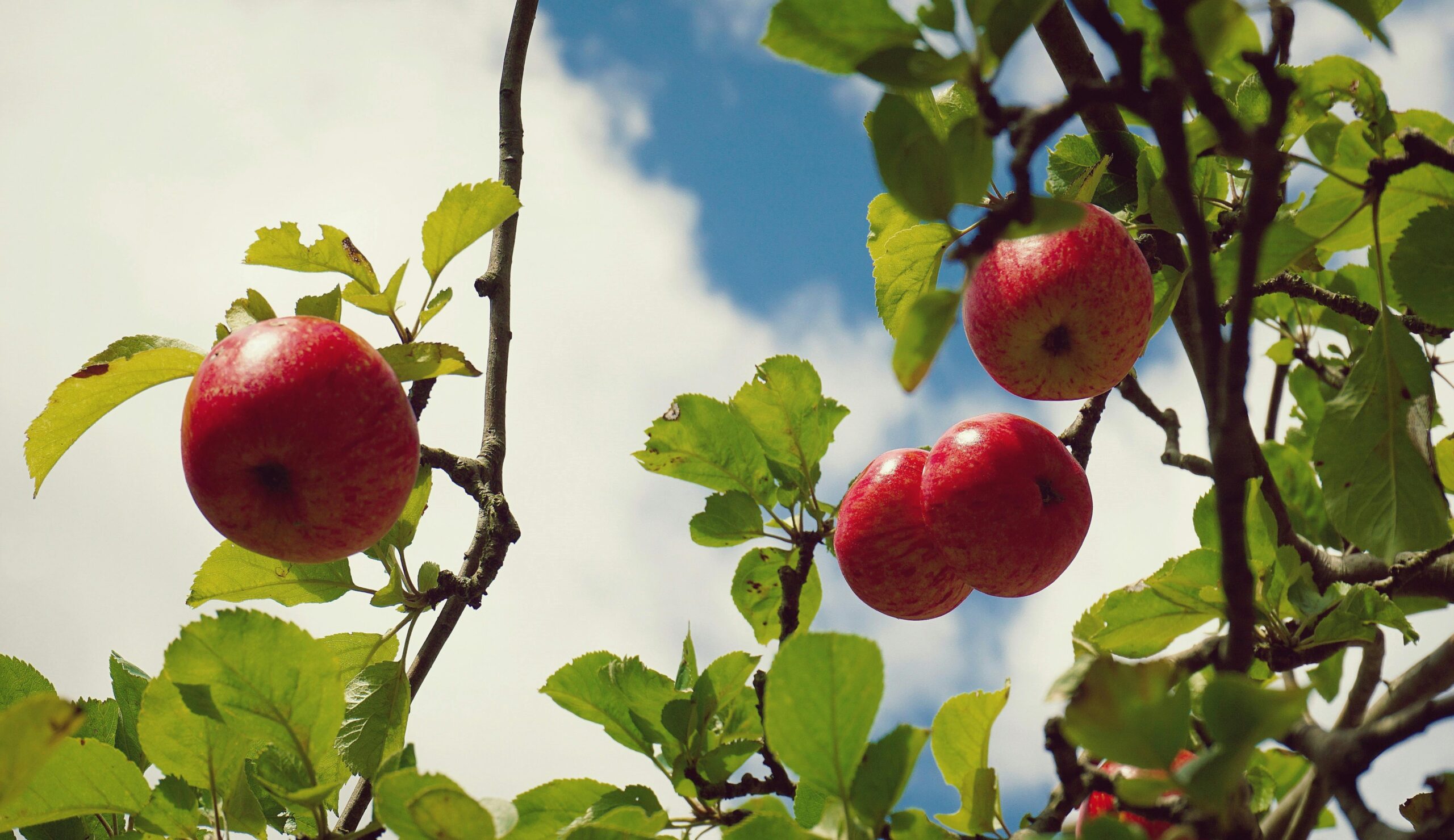 Red apples hanging on a tree branch with green leaves against a clear blue sky, captured in the UK.